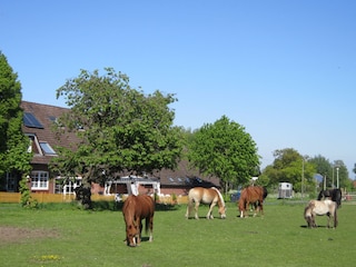 Pony meadow right on the farm