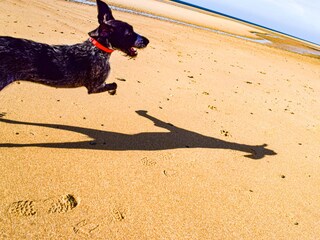 Hund freundlich .Stränden in der Nähe
