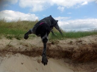 Dog friendly dunes!
