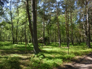 Wald