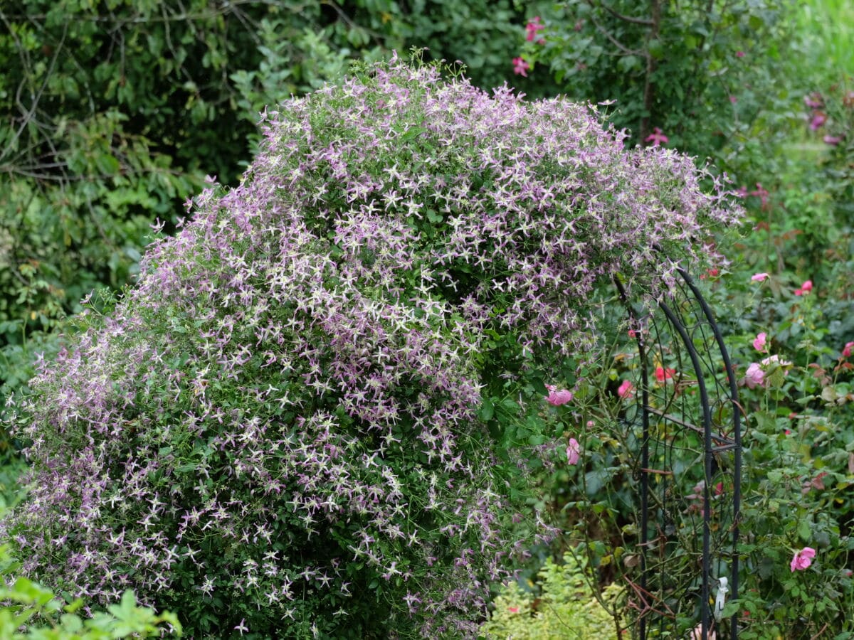 romantischer Clematisbogen