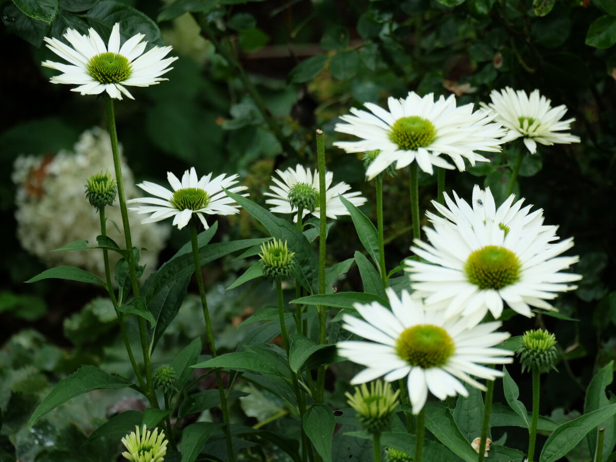 Detail Garten