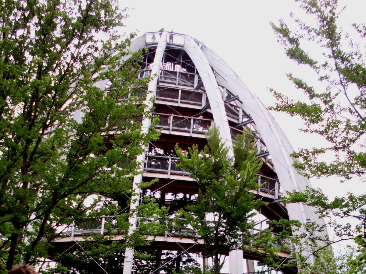 Baumturm (Baumei) im Nationalpark Bay. Wald