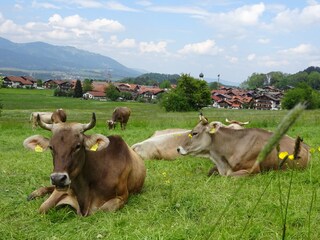 Vakantieappartement Oberstdorf Omgeving 20