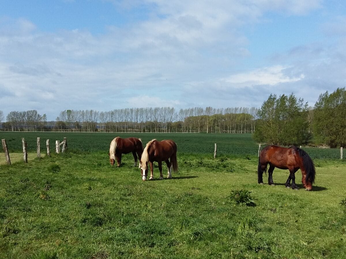 Pferdekoppel direkt bei der Ferienresidenz