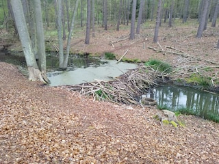 Biberdamm im nahegelegenen Wald