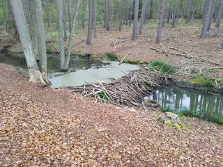 Holiday house Warin Environment 25