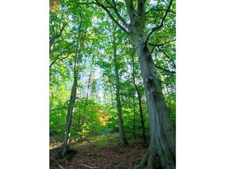 Holiday house Warin Environment 31