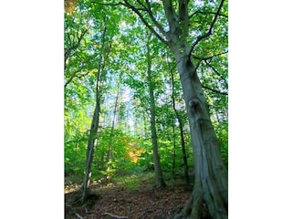 Holiday house Warin Environment 33