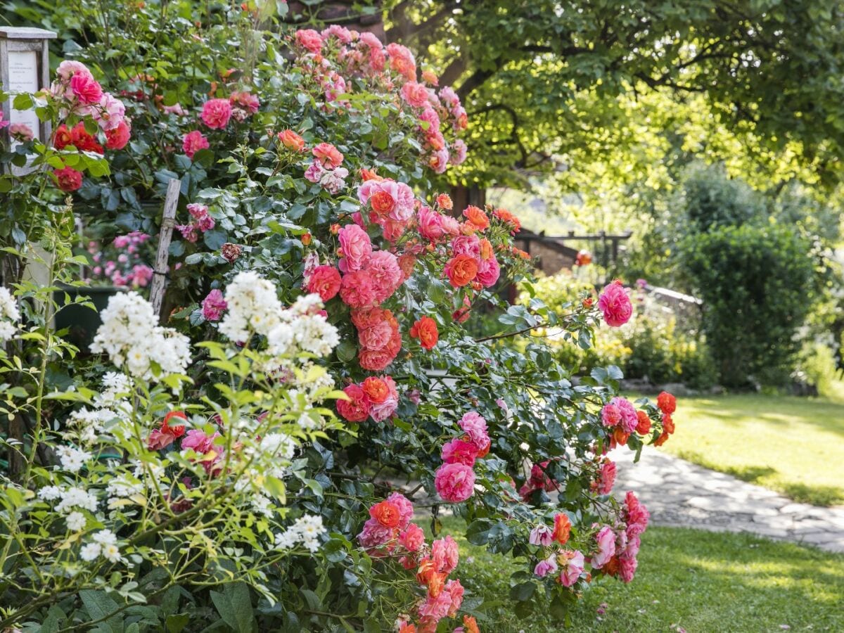 Rosenblüte am Alten Gehöft