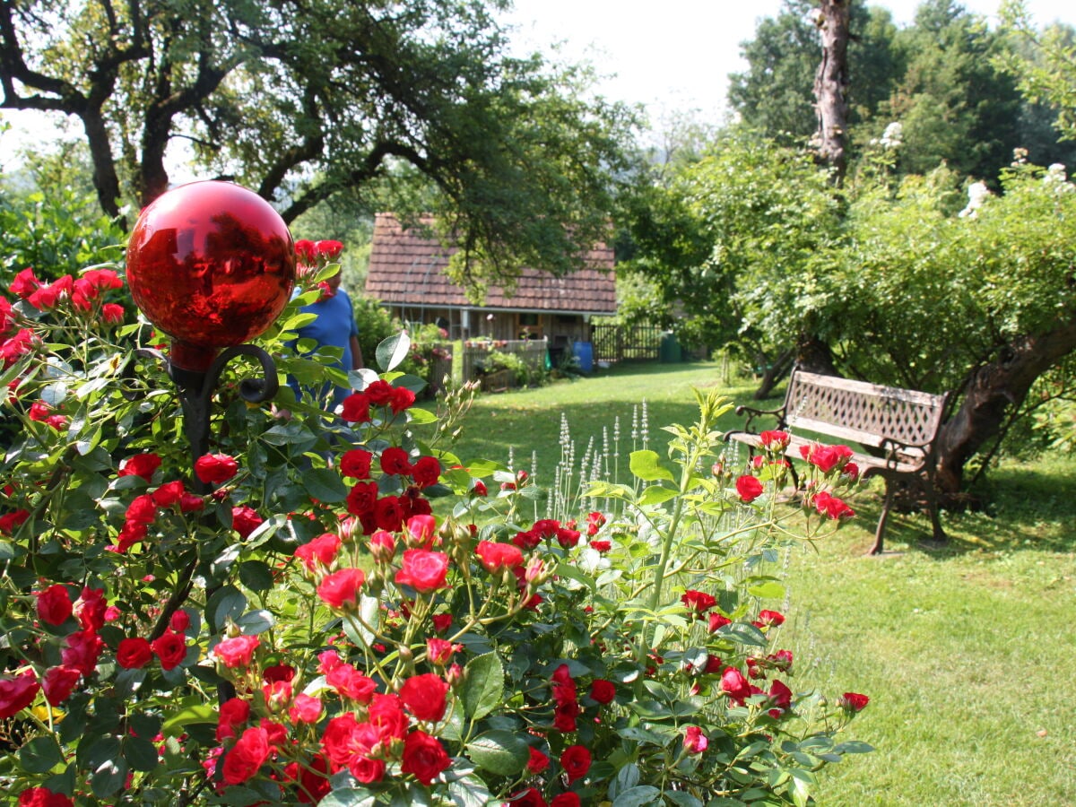 Rosenblüte am Alten Gehöft