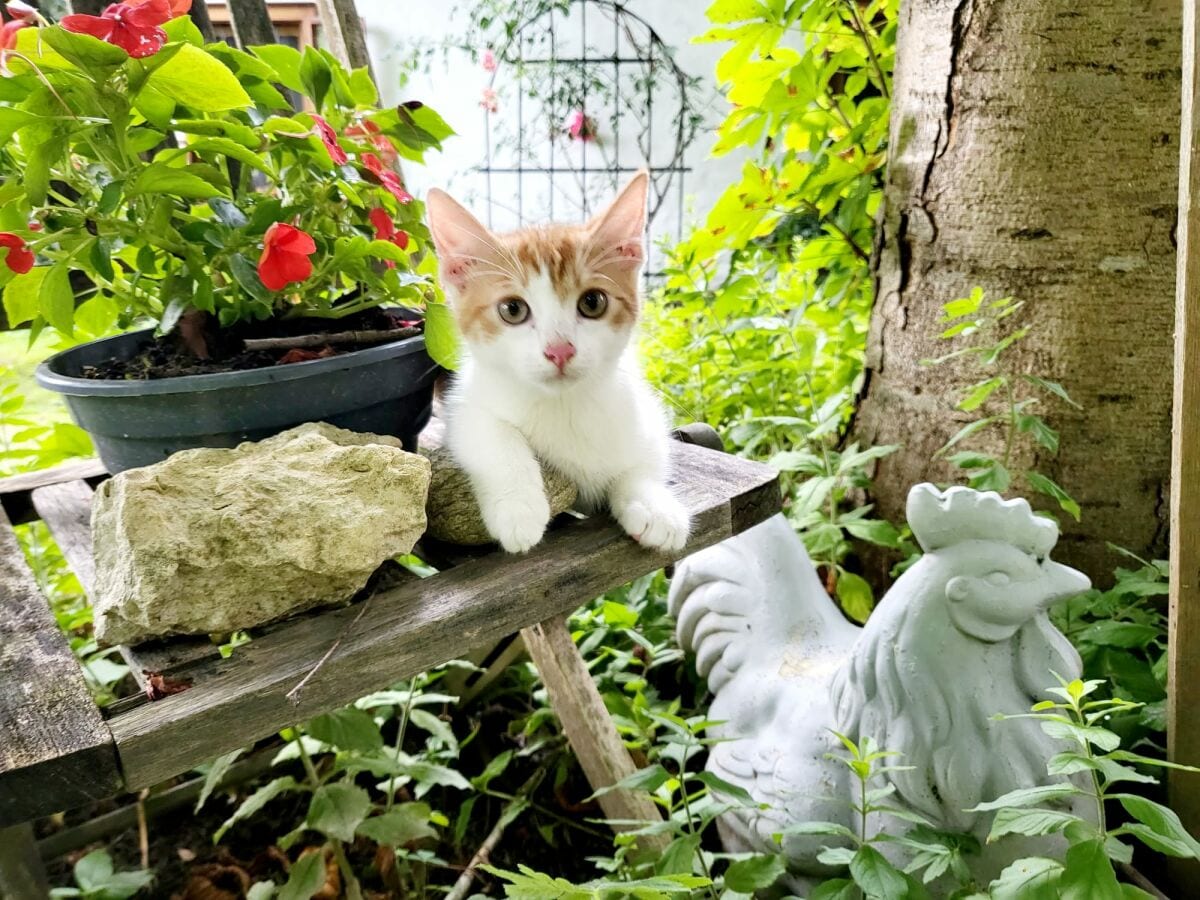 Katzen am Alten Gehöft