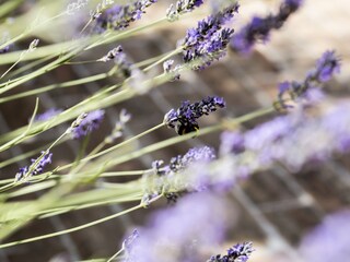 Appartement Acquaviva Picena  40