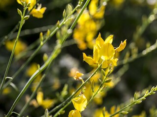 Appartement Acquaviva Picena  33