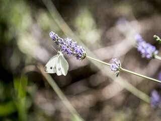 Appartamento Acquaviva Picena  32