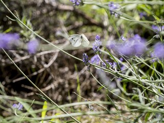 Appartement Acquaviva Picena  35