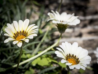 Apartment Acquaviva Picena  36