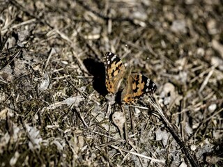 Appartement Acquaviva Picena  34