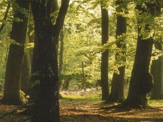 Der Darßer Wald