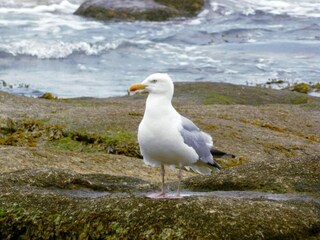 Parc de vacances Le Conquet Environnement 24