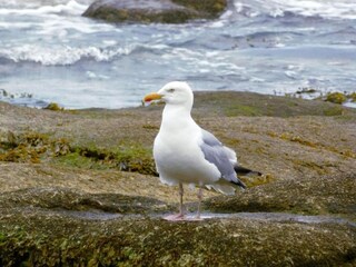 Ferienpark Le Conquet Umgebung 29