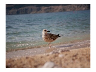 Appartamento per vacanze Baska Ambiente 31