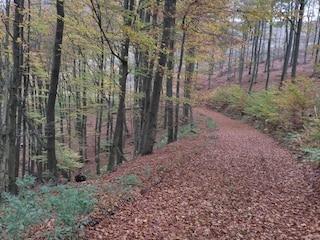 Holiday apartment Winterberg Environment 39