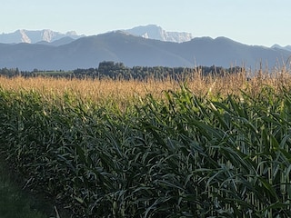Blick über Pollinger Maisfeld