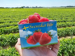 Vakantiehuis Höllviken  7