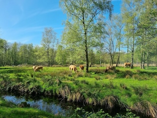 Ferienhaus Balk Umgebung 26
