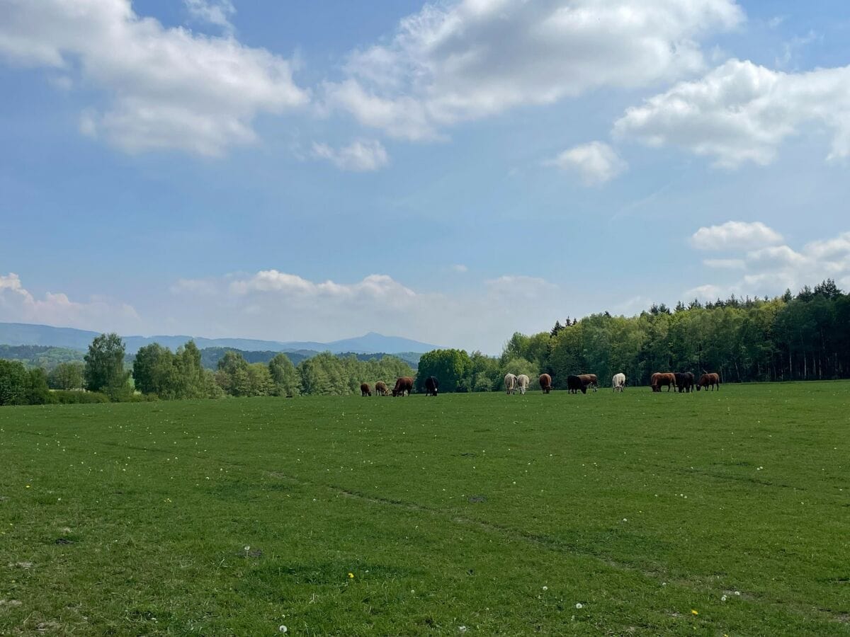 Ferienhaus Jablonne v Podjestedi Umgebung 27