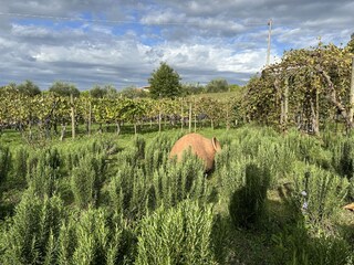 Holiday apartment Torrita di Siena Outdoor Recording 9