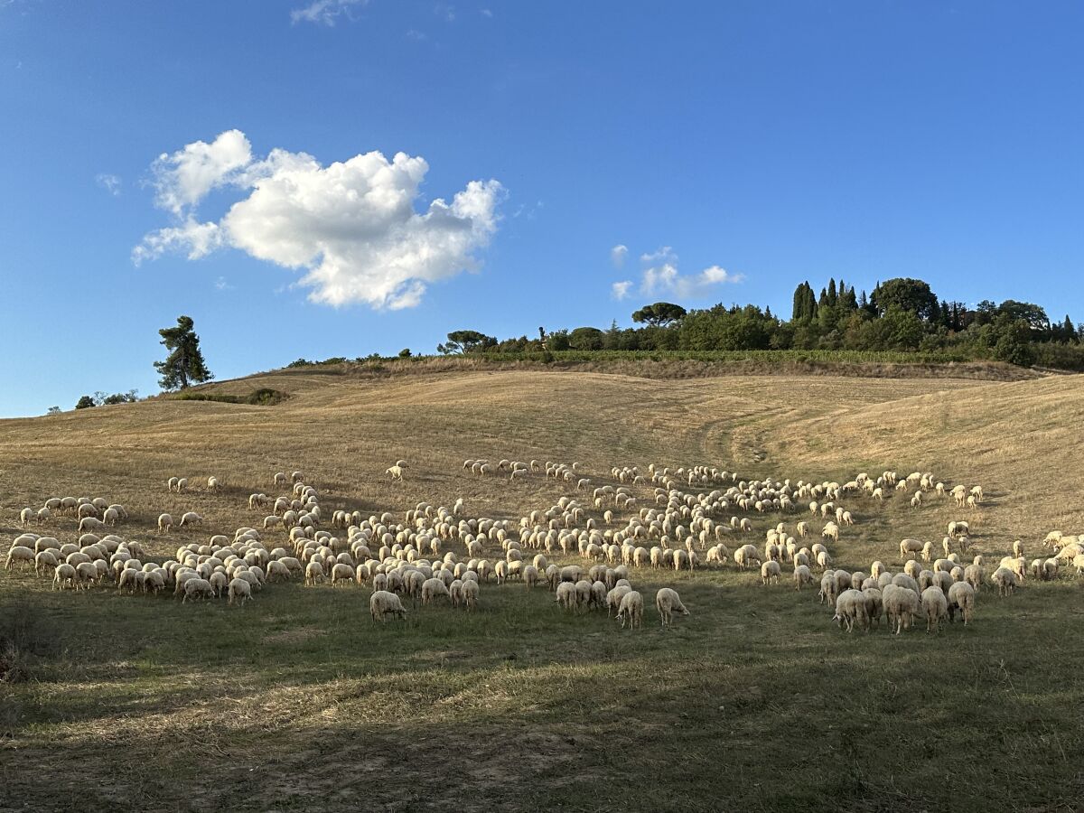 Ferienwohnung Torrita di Siena Umgebung 38