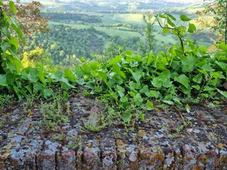 Holiday apartment Torrita di Siena Environment 40