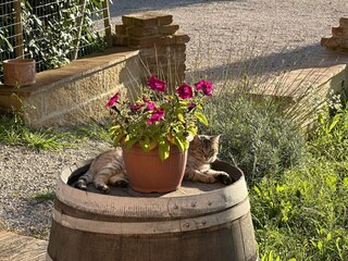 Holiday apartment Torrita di Siena Outdoor Recording 12