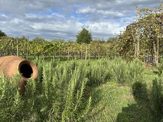 Holiday apartment Torrita di Siena Outdoor Recording 14