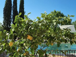 Holiday apartment Torrita di Siena Outdoor Recording 5