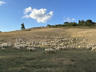 Holiday apartment Torrita di Siena Environment 31