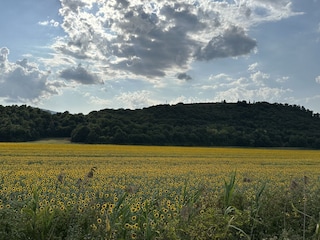 Holiday apartment Torrita di Siena Environment 35