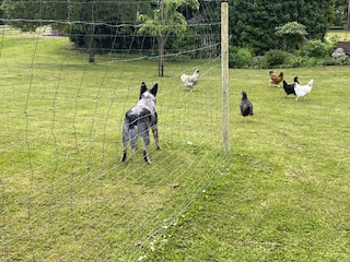 nur gucken, nicht anfassen
