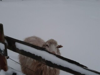 Appartamento Norderschweiburg Registrazione all'aperto 10