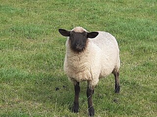 Appartamento Norderschweiburg Ambiente 26