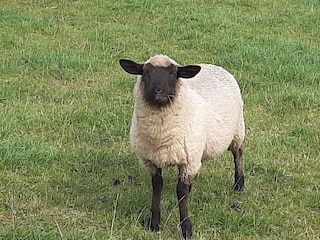 Apartment Norderschweiburg Umgebung 29