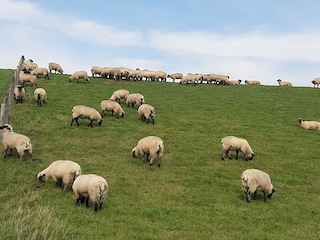 Appartamento Norderschweiburg Ambiente 27