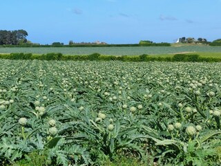 Vakantiehuis Plouescat Omgeving 16
