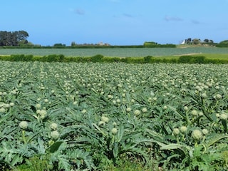 Vakantiehuis Plouescat Omgeving 18