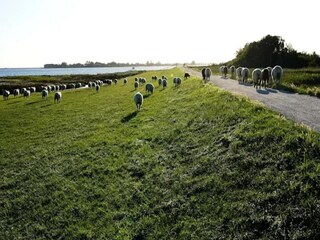 Appartamento Lemkenhafen Ambiente 35