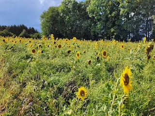 Maison de vacances Hesselager  7