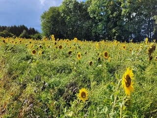 Maison de vacances Hesselager  24