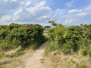Fußweg entlang der Steilküste